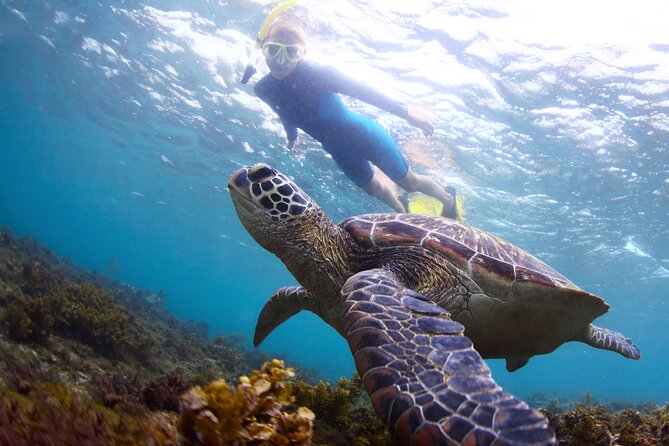 Snorkel with Turtles - Key things that make this turtle snorkel work