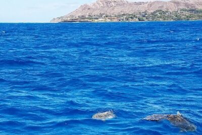 Snorkel with Turtles - Turtle Snorkeling on Oahu: the 2.5-hour dock-to-dock rhythm