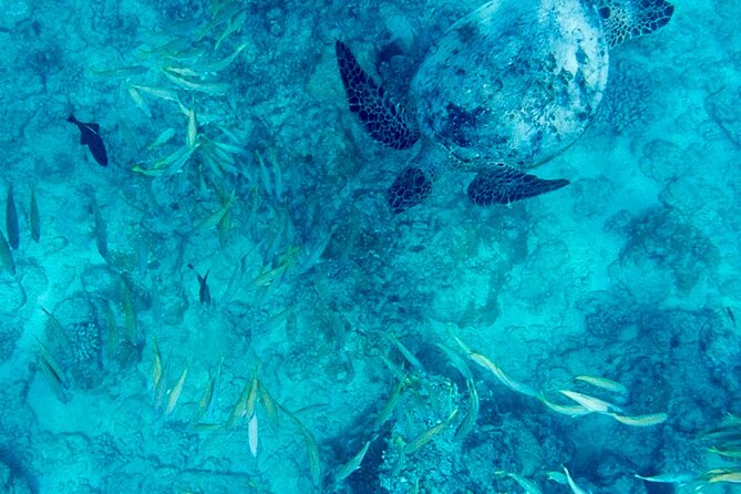 Snorkeling Adventure at Turtle Canyon - Key highlights at Turtle Canyon (quick read)