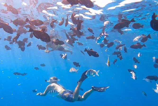 Snorkeling Adventure at Turtle Canyon - Turtle Canyon Snorkeling on Oahu: What This 2-Hour Trip Really Delivers