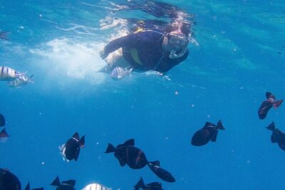 Snorkeling Adventure at Turtle Canyon - Where You Meet on Waikiki: Getting Started at 1 Holomoana St