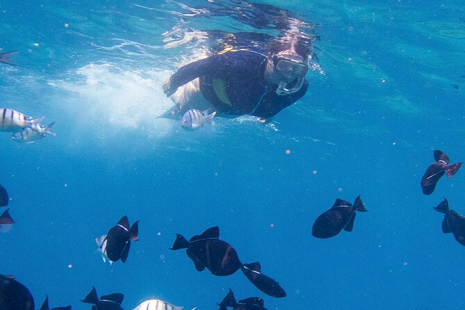 Snorkeling Adventure at Turtle Canyon - Where You Meet on Waikiki: Getting Started at 1 Holomoana St