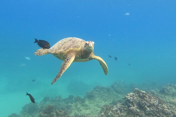 Snorkeling with Turtle/Water Scooter/Paddleboard Adventures Oahu - Key points to know before you go