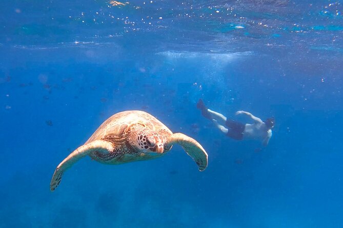 Snorkeling with Turtle/Water Scooter/Paddleboard Adventures Oahu - What You’re Really Buying in This 3-Hour Turtle + Scooter + Paddleboard Combo