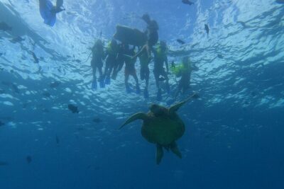 Snorkeling with Turtle/Water Scooter/Paddleboard Adventures Oahu - Diamond Head Crater and Waikiki Stops That Make It Feel Like More Than Just Water Time