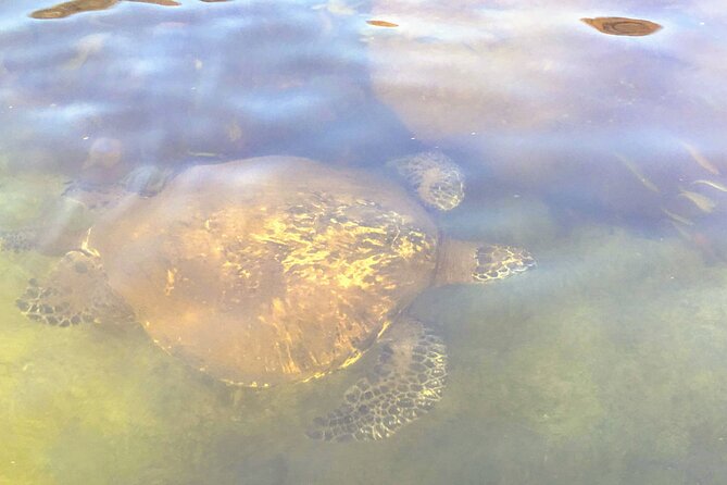 Sunset Stand Up Paddle with Photos and Turtles - Photos and videos you can keep: the value of guide-shot memories