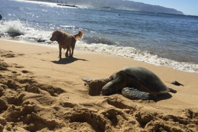 Surf Lessons on the North Shore of Oahu - The First 15 Minutes: Beach Basics That Actually Translate