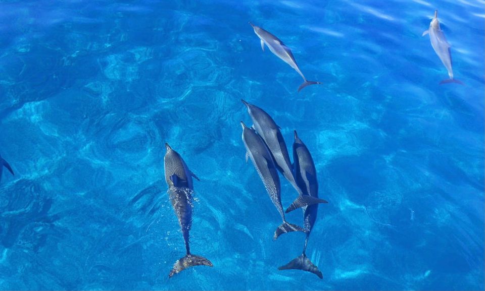 Swim with Wild Dolphins Oahu Speedboat Snorkeling Adventure! - Packing List That Actually Helps
