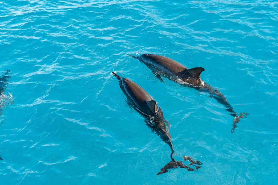 Swim with Wild Dolphins Oahu Speedboat Snorkeling Adventure! - Snorkeling at Makaha: Turtles and Reef Fish, Not Just Open Water