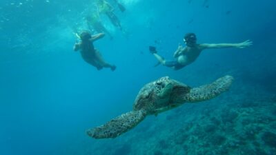 Swim with Wild Dolphins Oahu Speedboat Snorkeling Adventure! - Dolphin Swim Rules: What the “Fast-Paced” Part Really Means