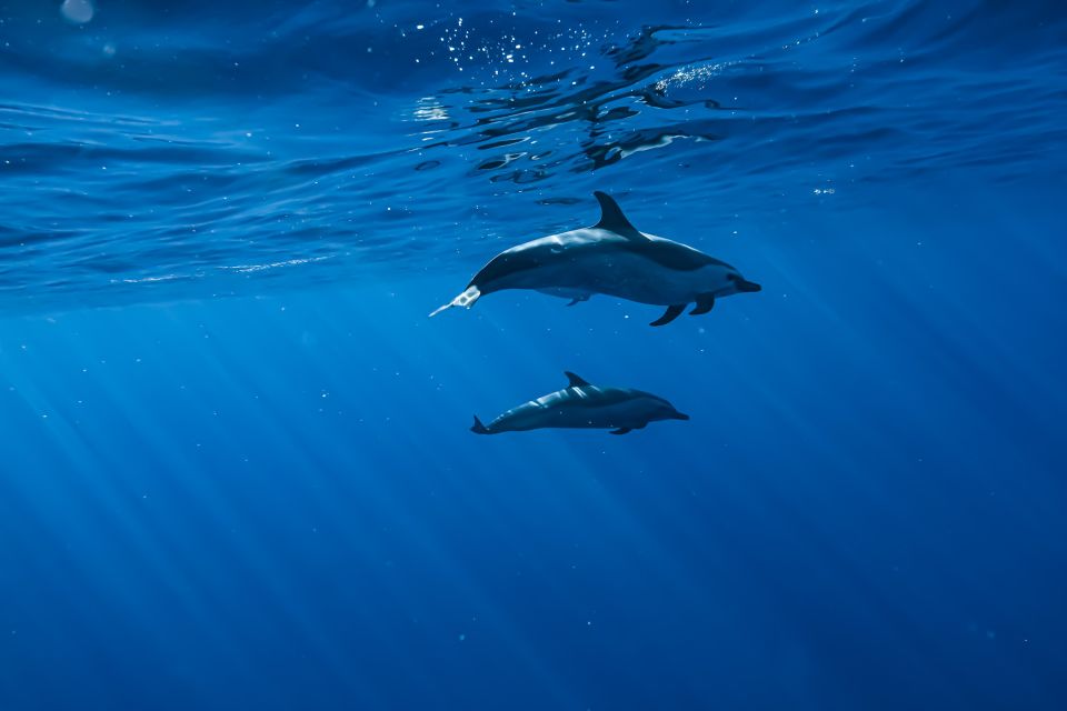 Swim with Wild Dolphins Oahu Speedboat Snorkeling Adventure! - What You’ll Actually Do From Start to Finish