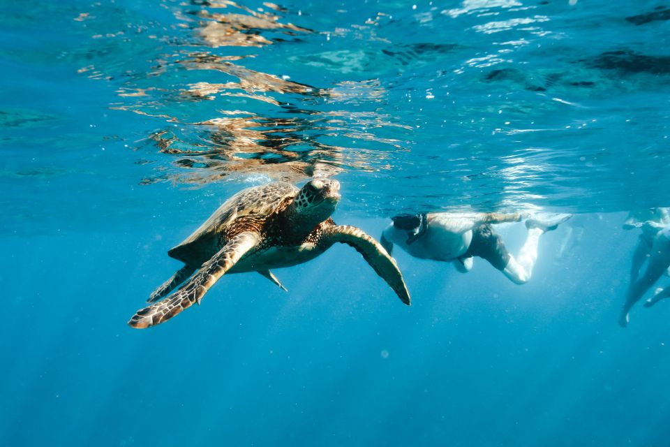 Swim with Wild Dolphins Oahu Speedboat Snorkeling Adventure! - Price and Value: Is $199 a Good Trade?