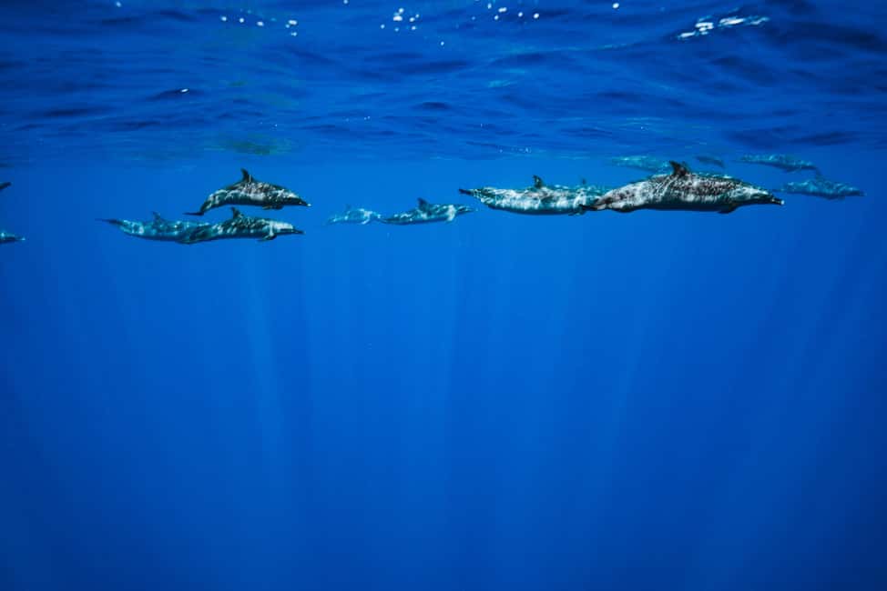 Swim with Wild Dolphins Oahu Speedboat Snorkeling Adventure! - Whale Season Odds: Humpbacks from December to March