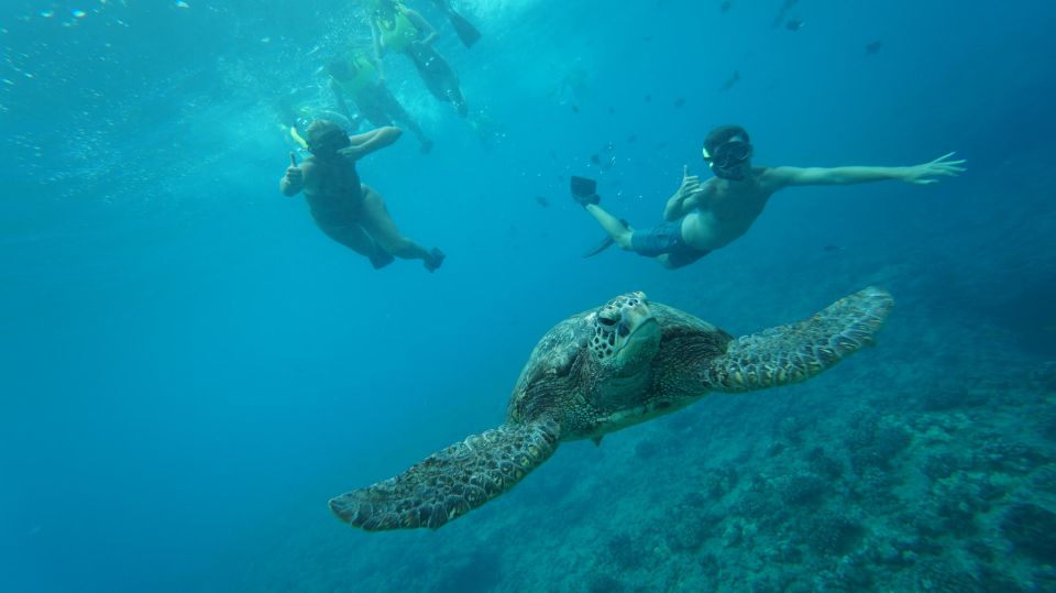Swim with Wild Dolphins Oahu Speedboat Snorkeling Adventure! - Dolphin Swim Rules: What the “Fast-Paced” Part Really Means