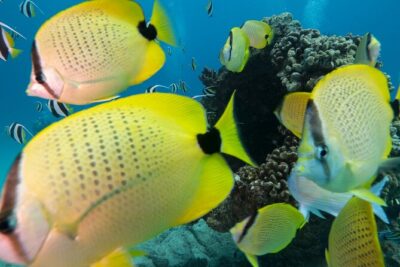 Turtle Canyon Waikiki Snorkel Adventure - Gear and wetsuits: the included comfort that actually changes your day
