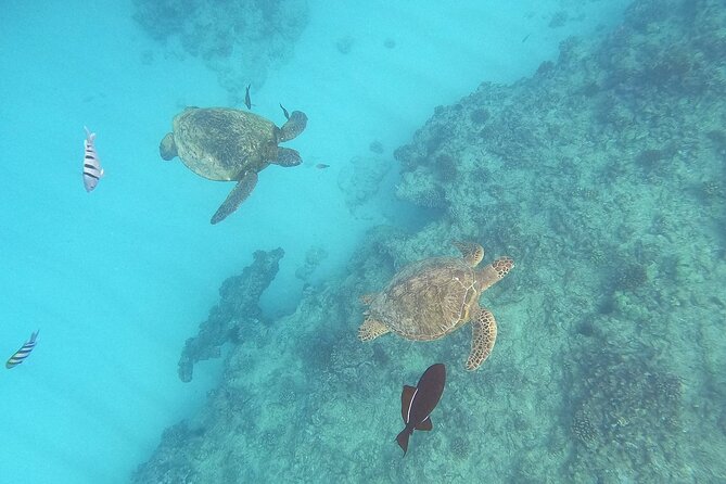 Turtle Snorkeling and Dole Plantation Guided Tour In Oahu - Key highlights you’ll actually care about