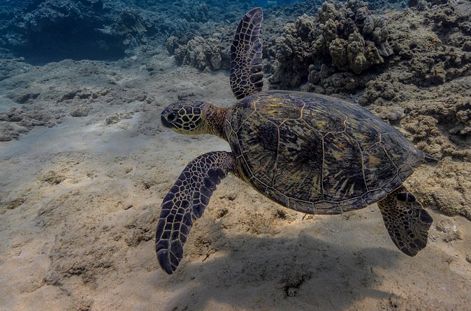 Two Tank Wreck and Drift Dive in Oahu - Safety and confidence: the staff approach that shows up in real feedback