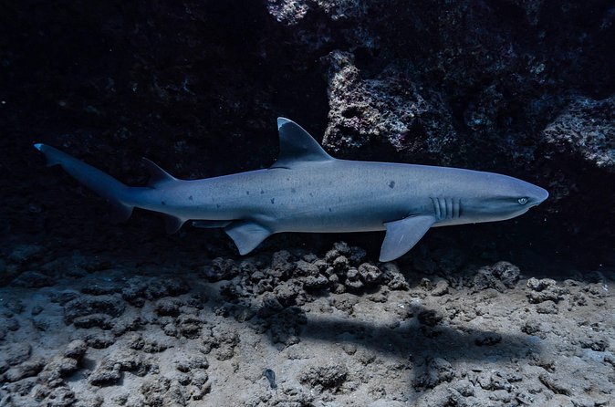 Two Tank Wreck and Drift Dive in Oahu - Tank two: drift session and why tides matter so much