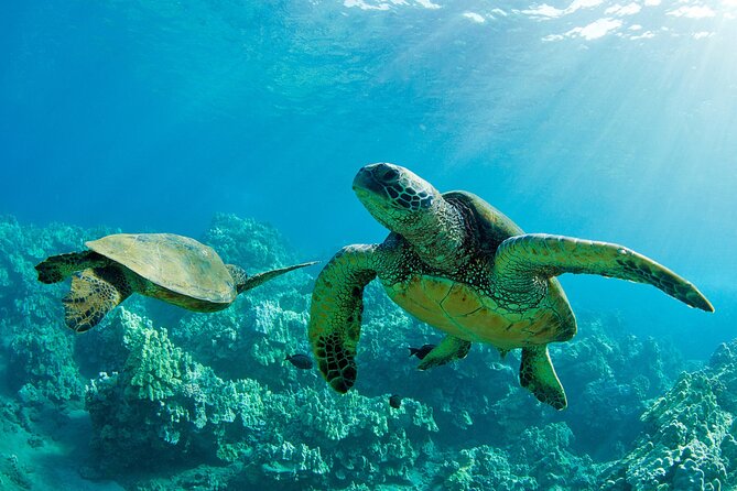 Ultimate North Shore Adventure: Full-Day Hawaiian Experience - Key points you’ll actually use