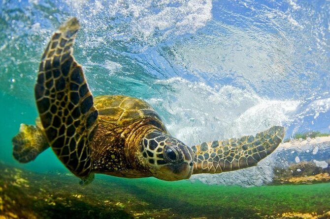 Ultimate North Shore Adventure: Full-Day Hawaiian Experience - Green World Coffee Farms: coffee tasting with production context