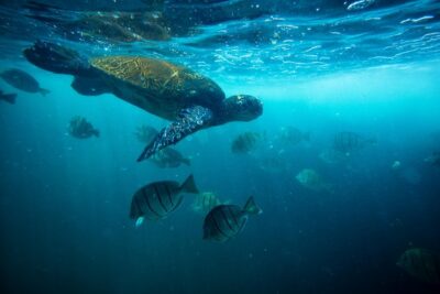 Waikiki Catamaran Snorkel Sail with Lunch: Turtles Guaranteed - Getting in the water: safety briefings and gear that actually helps