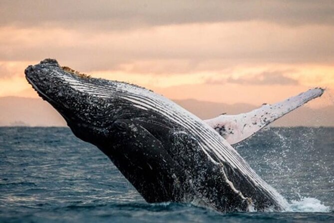 Waikiki Glass Bottom Boat Sunset Cruise - BYOB and what to bring for the smoothest hour