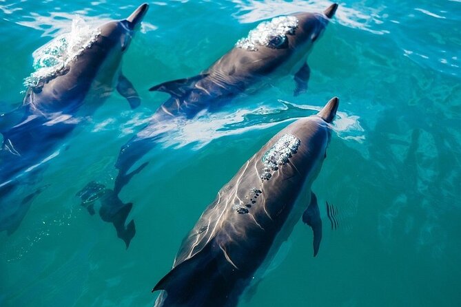 Waikiki Sail and Snorkel Adventure Best of Hawaii 2023 - Value Check: What You’re Paying For (Without Guessing a Price)