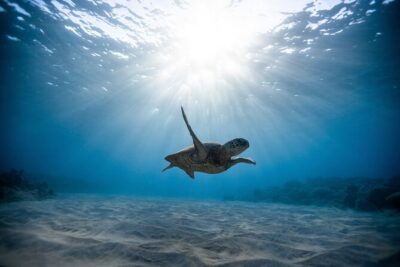 Waikiki: Turtle Canyon Snorkel - The 2-hour plan: what happens on the catamaran