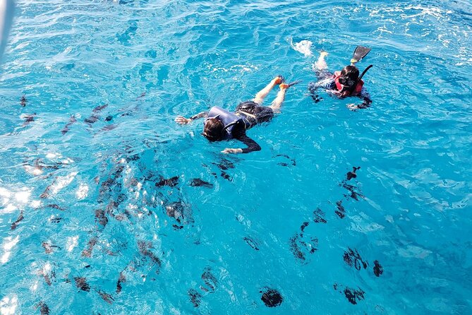 Waikiki Turtle Canyon Snorkeling Adventure - Getting to Kewalo Basin: Waikiki pickup to a harbor meeting point