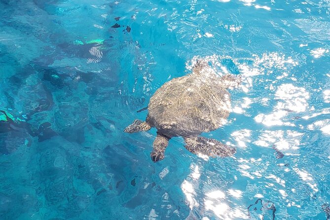 Waikiki Turtle Canyon Snorkeling Adventure - The 3-hour Turtle Canyon flow: what the timeline feels like