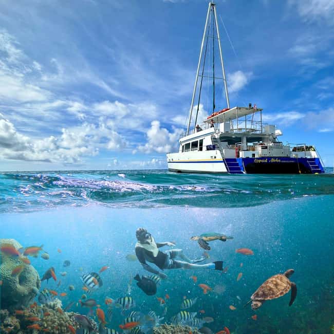 Waikiki Turtle Snorkel Adventure - Who This Tour Fits Best (And Who Might Want to Rethink It)