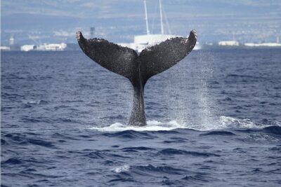 Whale Watch Cruise Aboard The Majestic - The itinerary: Diamond Head, Waikiki, and why the skyline stops matter