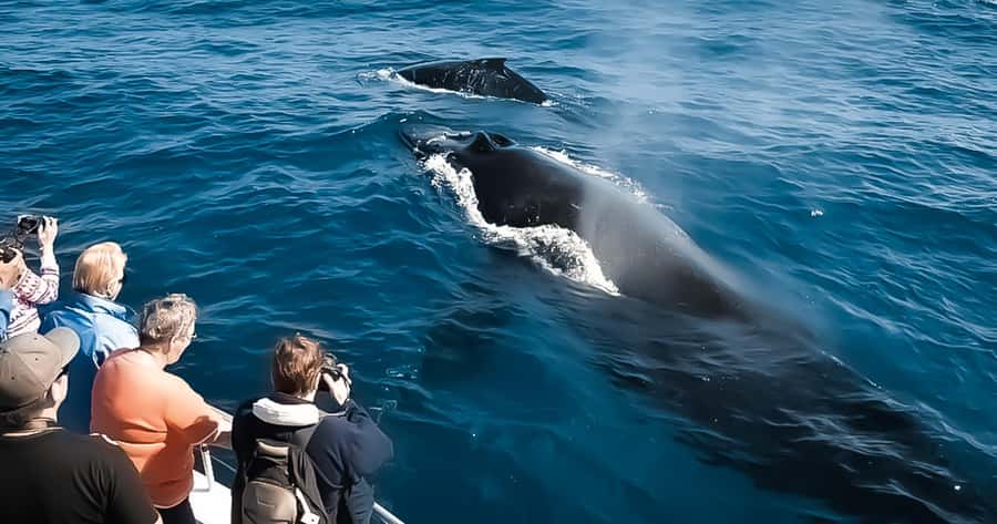 Whale Watching Cruise in Waikiki Oahu - SEE THE HUMPBACKS! - Key Highlights Before You Go