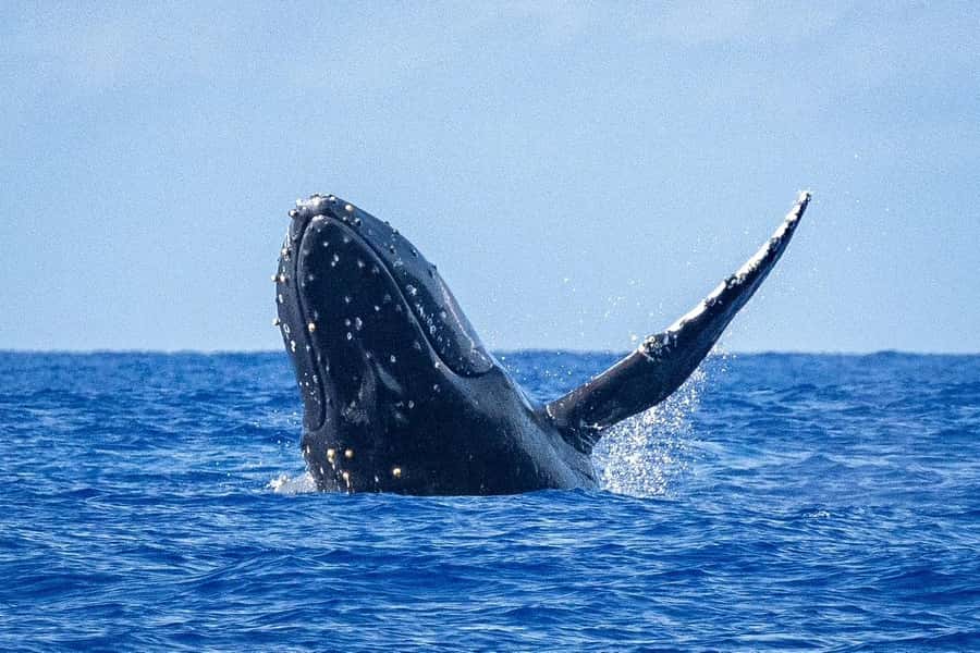 Whale Watching Cruise in Waikiki Oahu - SEE THE HUMPBACKS! - Setting Off From Kewalo Basin Harbor (And Finding the Blue Kiosk Fast)