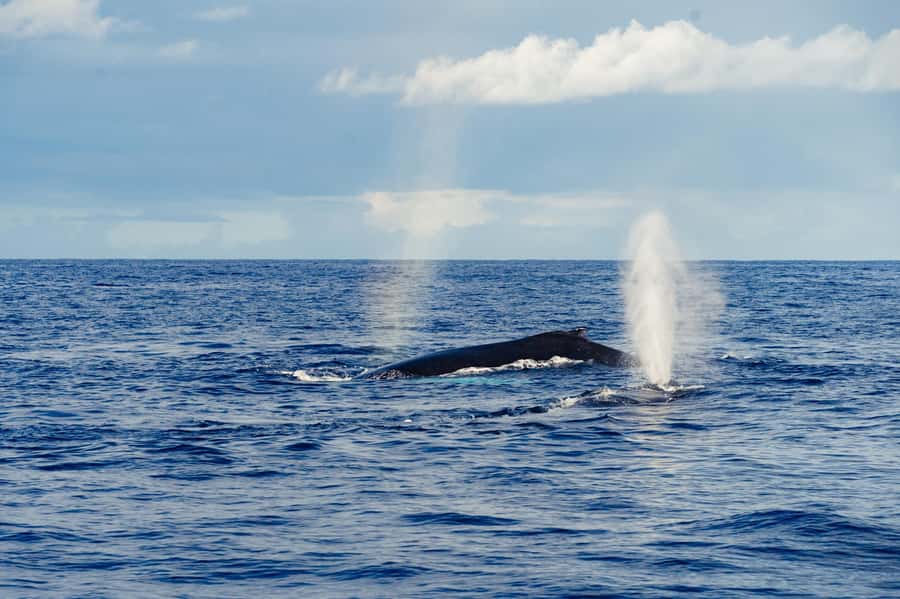 Whale Watching Cruise in Waikiki Oahu - SEE THE HUMPBACKS! - The 2.5-Hour Whale Watching Window Off Waikiki