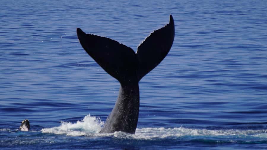Whale Watching Cruise in Waikiki Oahu - SEE THE HUMPBACKS! - Who’s Running the Boat and Why It Matters (Captain Ryan and Wylie)