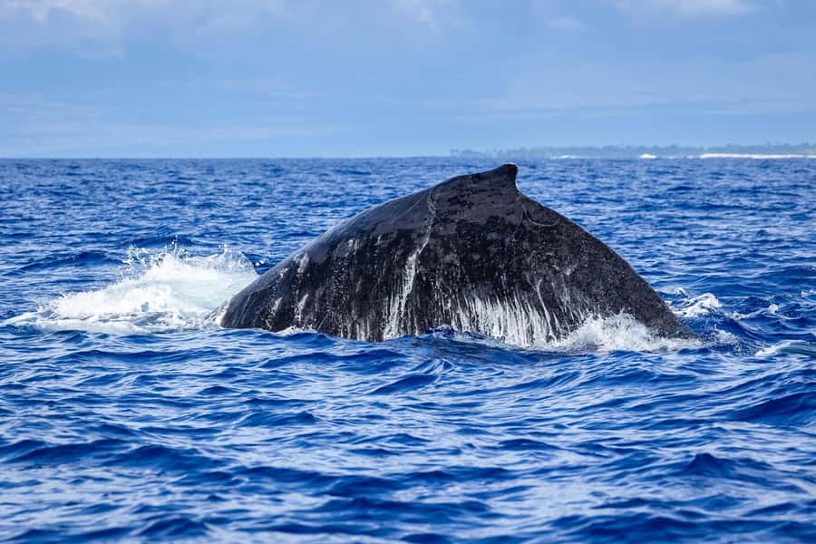 Whale Watching Cruise in Waikiki Oahu - SEE THE HUMPBACKS! - What’s Included On Board (And What You Need to Bring)