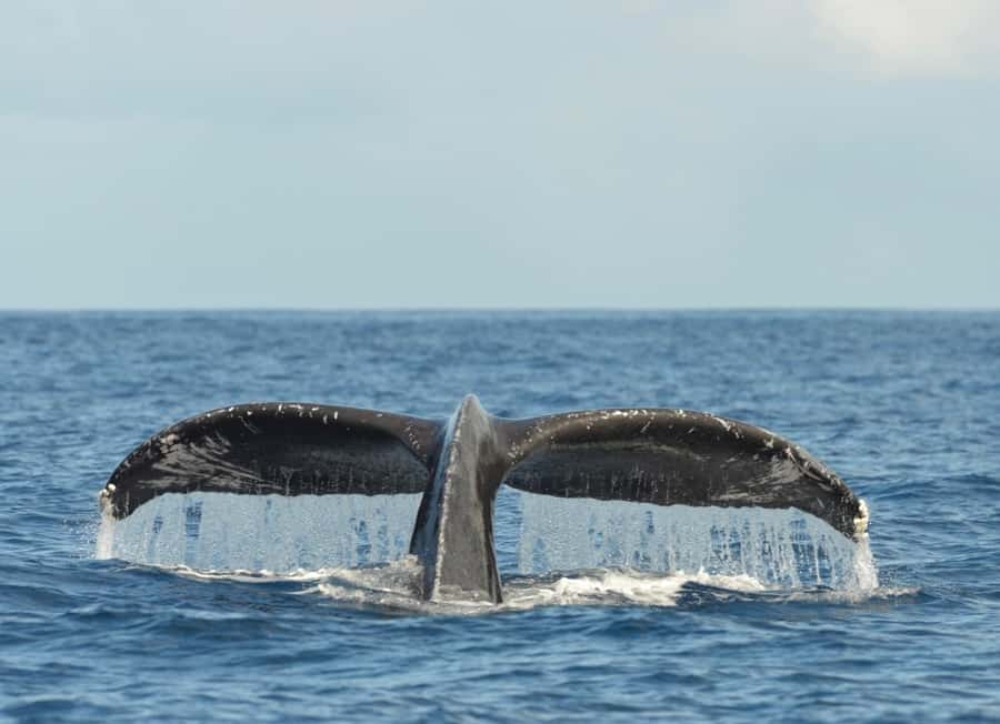 Whale Watching Cruise in Waikiki Oahu - SEE THE HUMPBACKS! - Photo and Comfort Tips That Actually Help