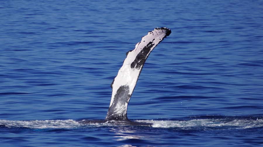Whale Watching Cruise in Waikiki Oahu - SEE THE HUMPBACKS! - Price and Value: Is $80 Worth 150 Minutes on the Water?