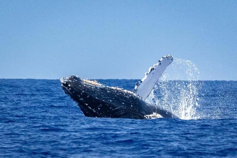 Whale Watching Cruise in Waikiki Oahu - SEE THE HUMPBACKS! - What You’re Really Watching: Humpbacks Returning From Alaska